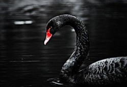 黑天鹅最新爆料消息视频,揭秘震撼性视频背后的惊人真相