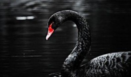 黑天鹅最新爆料消息视频,揭秘震撼性视频背后的惊人真相