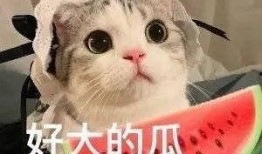 网红吃瓜朝阳,揭秘朝阳区的热门事件与幕后真相