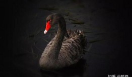 黑天鹅最新爆料消息视频,揭秘震撼性视频背后的惊人真相