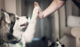 娱乐吃瓜君宠物,揭秘明星宠物的趣味生活