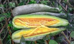 被吃瓜害了的网红,揭秘网络暴力背后的真相