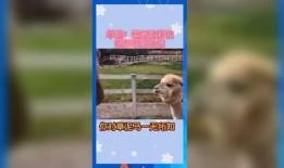 娱乐吃瓜群众歌曲有哪些,盘点热门“吃瓜”歌曲
