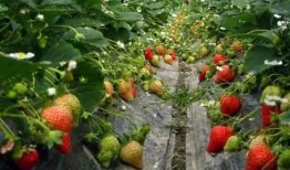 爆料种植草莓视频播放下载,播放量飙升，下载热潮席卷而来