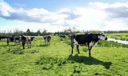 今天牧场在线观看,云端牧歌，尽享田园风光