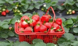 爆料种植草莓视频播放下载,播放量飙升，下载热潮席卷而来