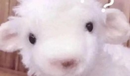 小羊最新爆料视频大全集,揭秘幕后真相，带你走进事件核心