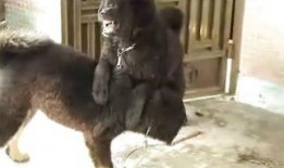 电影狗咬狗在线观看,生死较量，人性边缘的残酷演绎