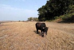 今天牧场在线观看,云端牧歌，尽享田园风光