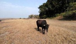 今天牧场在线观看,云端牧歌，尽享田园风光