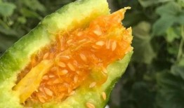 吃瓜网红图片头像大全集,全网热门吃瓜网红头像大盘点