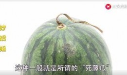 东北网红吃瓜是谁啊,揭秘东北网红“吃瓜”背后的故事