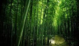 常绿干部爆料视频最新版,揭秘权力背后的真相