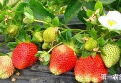 爆料种植草莓视频播放下载,播放量飙升，下载热潮席卷而来