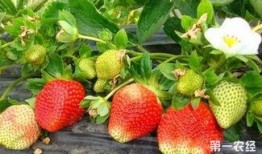 爆料种植草莓视频播放下载,播放量飙升，下载热潮席卷而来