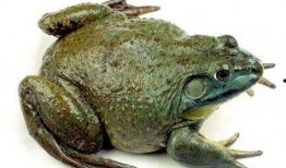 养殖牛蛙爆料方法大全视频,全方位爆料养殖技巧与经验分享